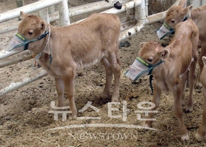 미세먼지 방지용 송아지 마스크