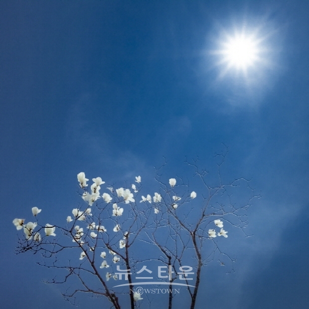 지용철 사진전 ‘목련’(김한정 기자)