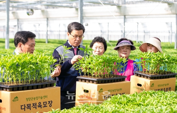 김돈곤 청양군수가 다목적육묘장 방문하여 고추 육묘상태를 점검했다.