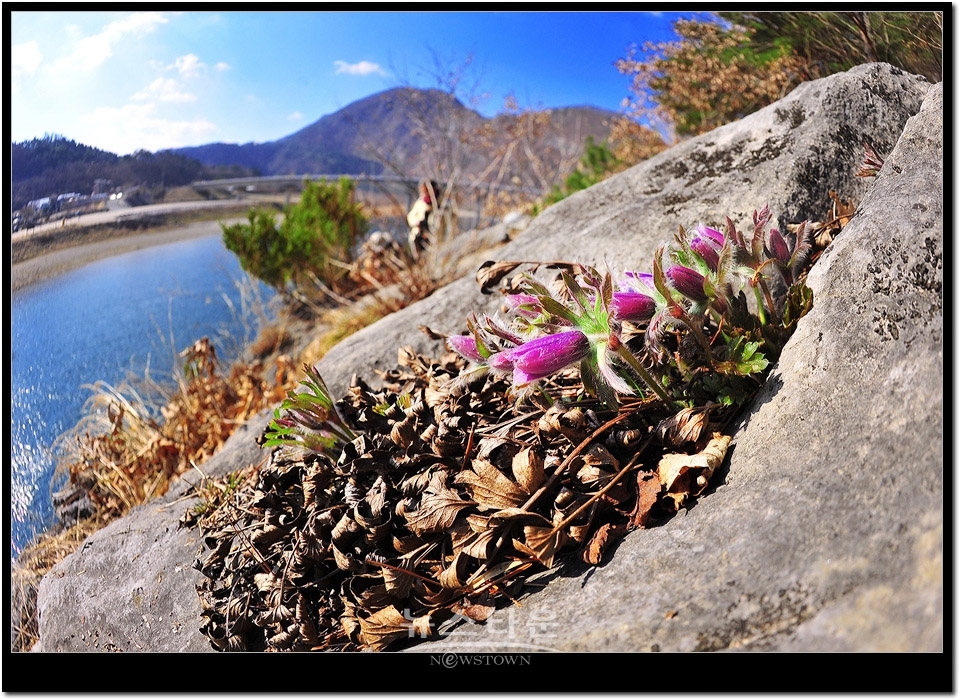 영월 문산리 동강할미꽃