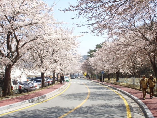계룡산 벚꽃