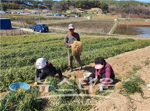 맥문동 수확