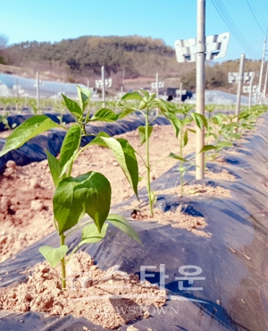 고추 심기