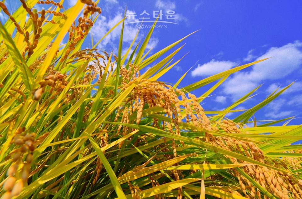 원주 문막읍 가을벼