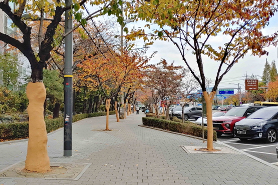 벚나무 가로수 생육환경개선
