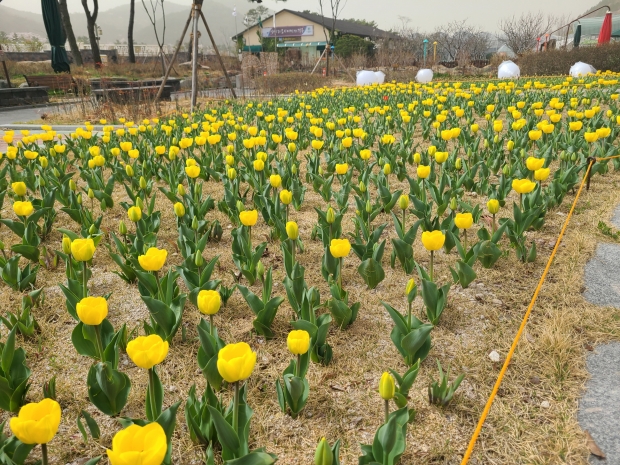 튤립 꽃밭