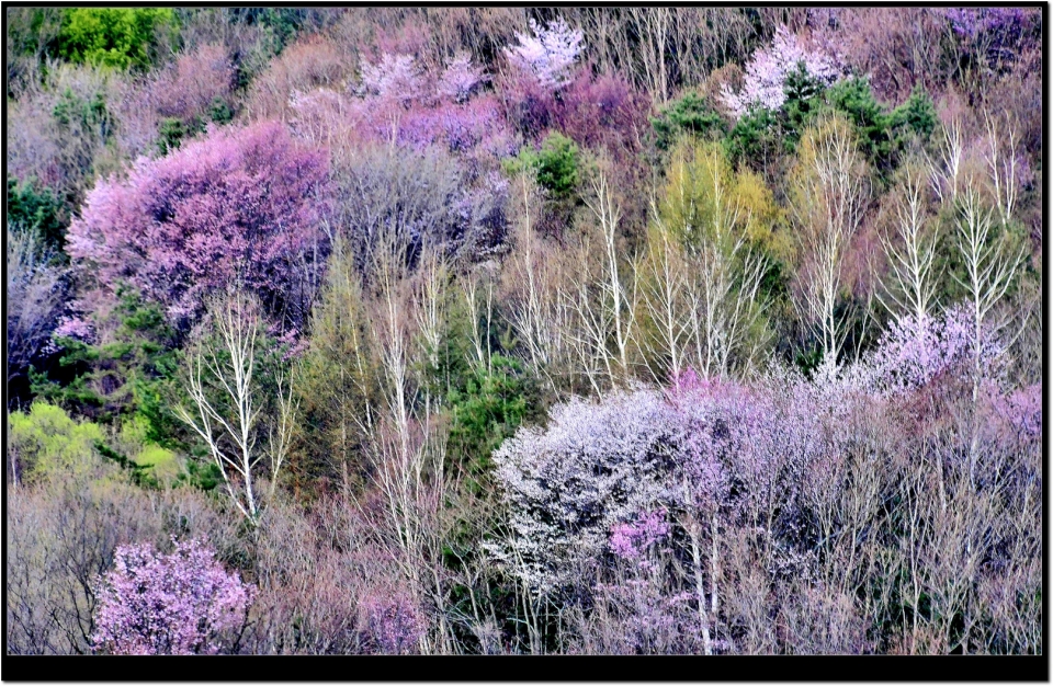 인제 비밀의 정원