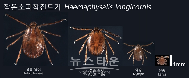 작은소피참진드기