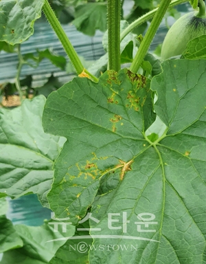 멜론 괴저반점바이러스(MNSV)
