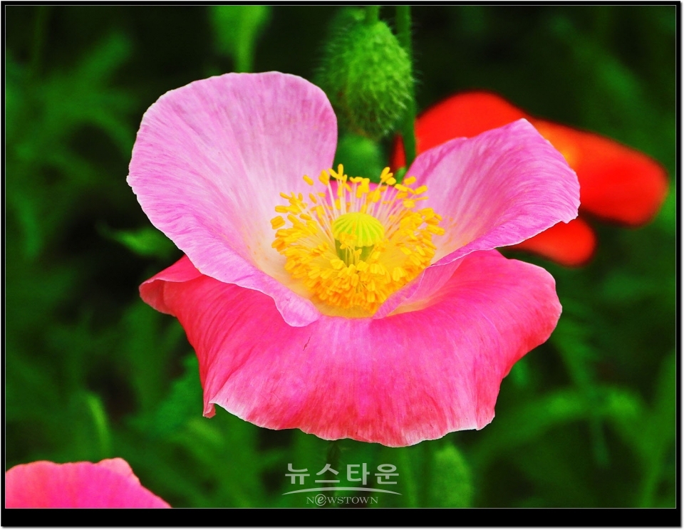 2021년 6월 문막읍 동화3리  개인농가의 양귀비꽃. 색갈이 다채롭다.