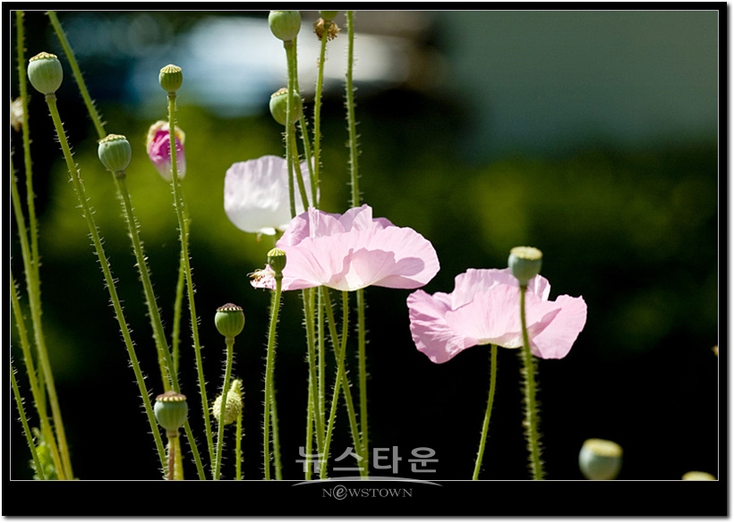 원주시 판부면 서곡리 용수골 양귀비  2008년 6월 촬영