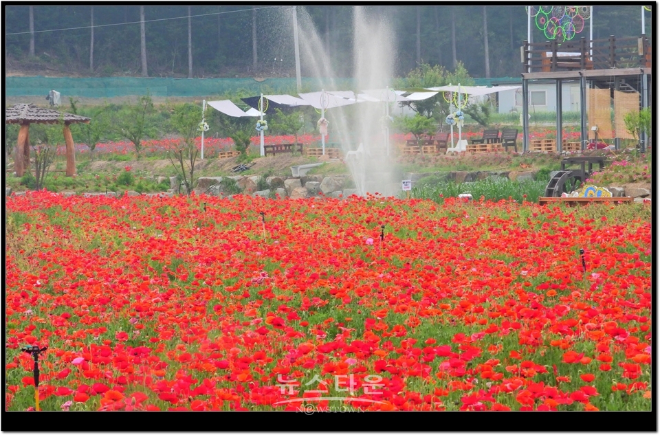 원주시 판부면 서곡리 양귀비축제장2019년 6월.  거의 97%이상이 빨간색갈이다