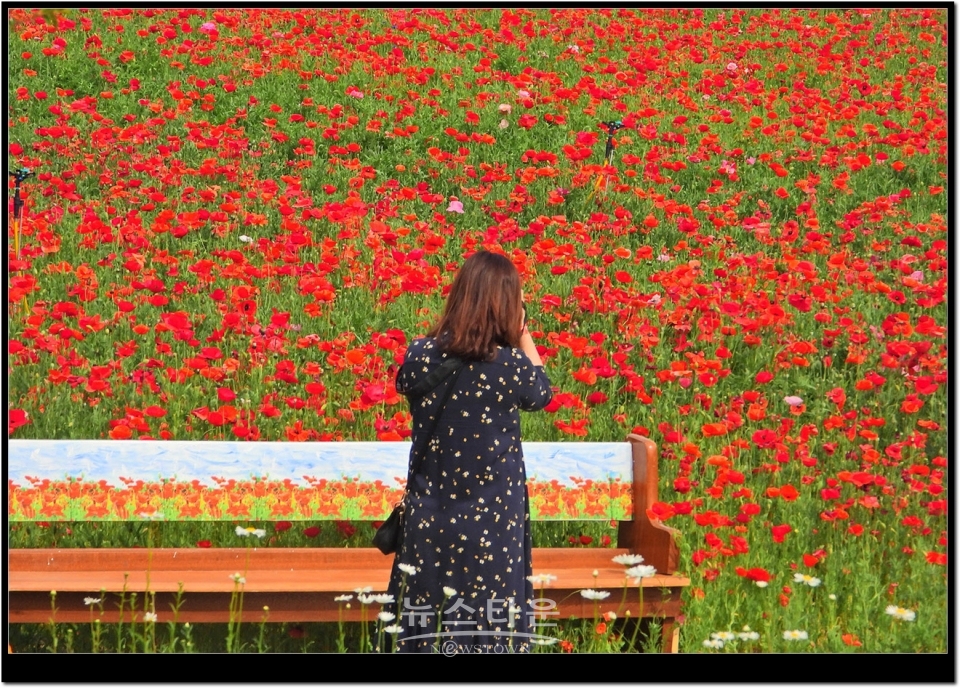 원주시 판부면 서곡리 양귀비축제장2019년 6월.  거의 97%이상이 빨간색갈이다