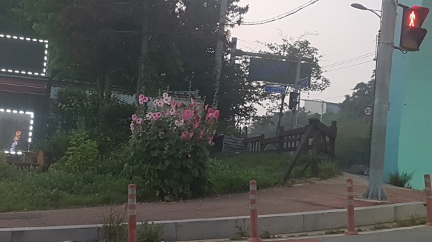 입구에 들어서면 우측 접시꽃만이 유일하다. 양측을 화단으로 조성하지 않아 볼거리가 전혀 없다.