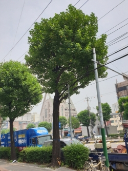 위험수목 점검