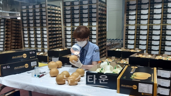호주 수출 전 검역관이 진주 배를 검사하고 있는 모습