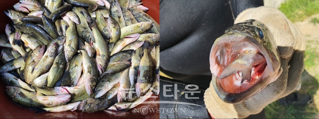 포획한 생태계 교란 어종(큰입배스)