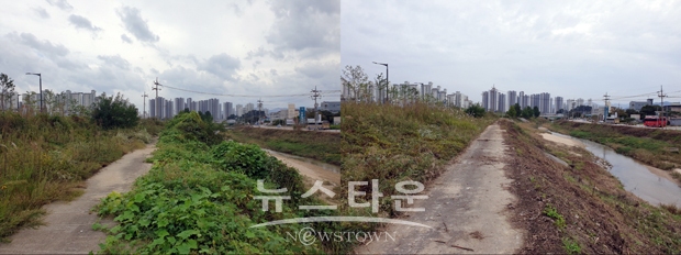 매곡천 하류 약 2.8km 구간 교란 식물 제거