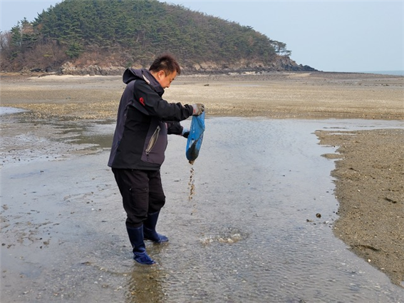 바지락 종패 사진