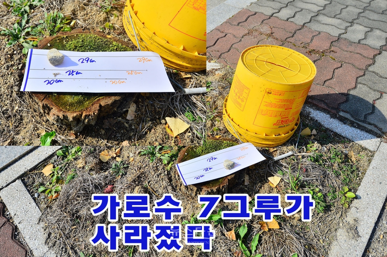 건축허가뒤 사라진가로수들
