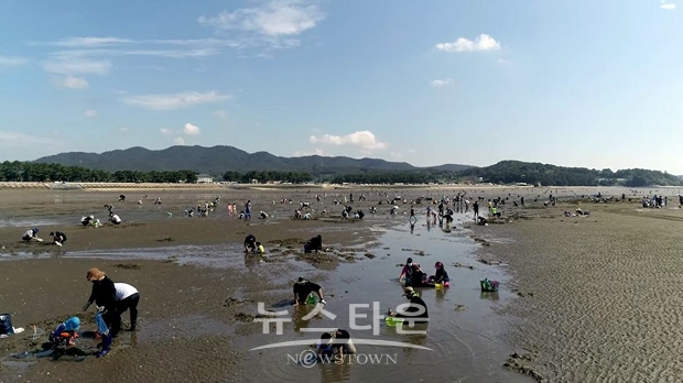 서천 선도리해변 갯벌 체험
