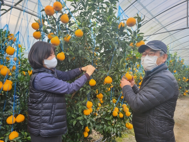 농민들이 경주봉을 수확하고 있다