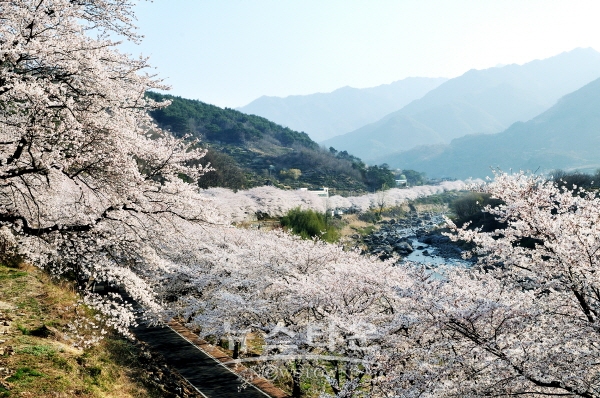하동군 화개면 십리벚꽃길