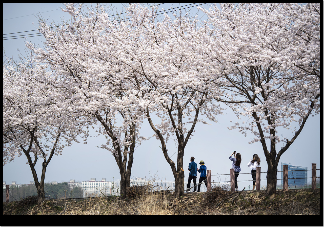 원주천 벚꽃길 아름다운 풍경