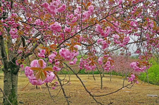 경주 불국공원 겹벚꽃 군락지에 만개가 진행되고 있는 겹벚꽃 모습.