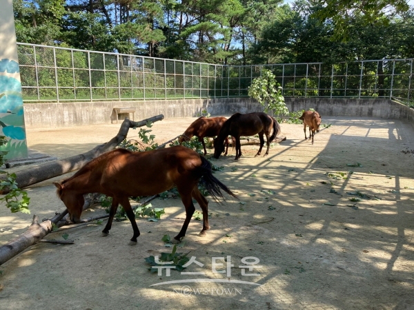 조랑말