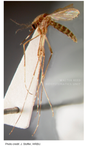 반점날개집모기(Culex bitaeniorhynchus)