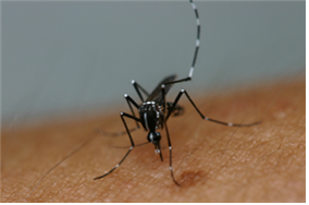 흰줄숲모기(Aedes albopictus)