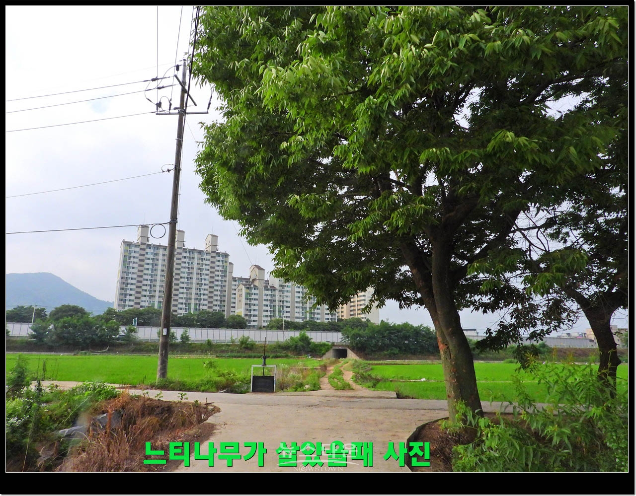 살아있을때 느티나무