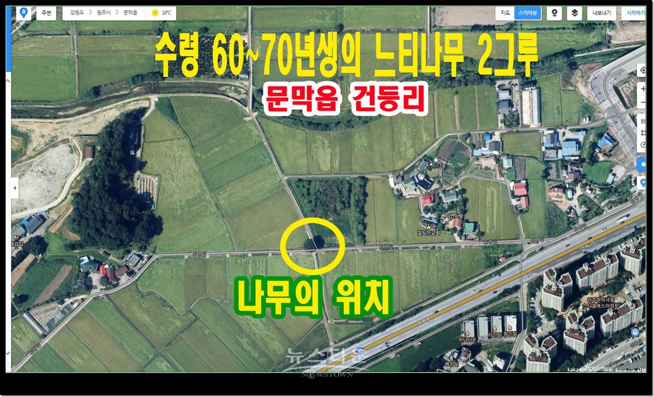 살아있을때 느티나무