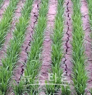 중간물떼기 실시로 헛새끼방지 및 뿌리활력 증진