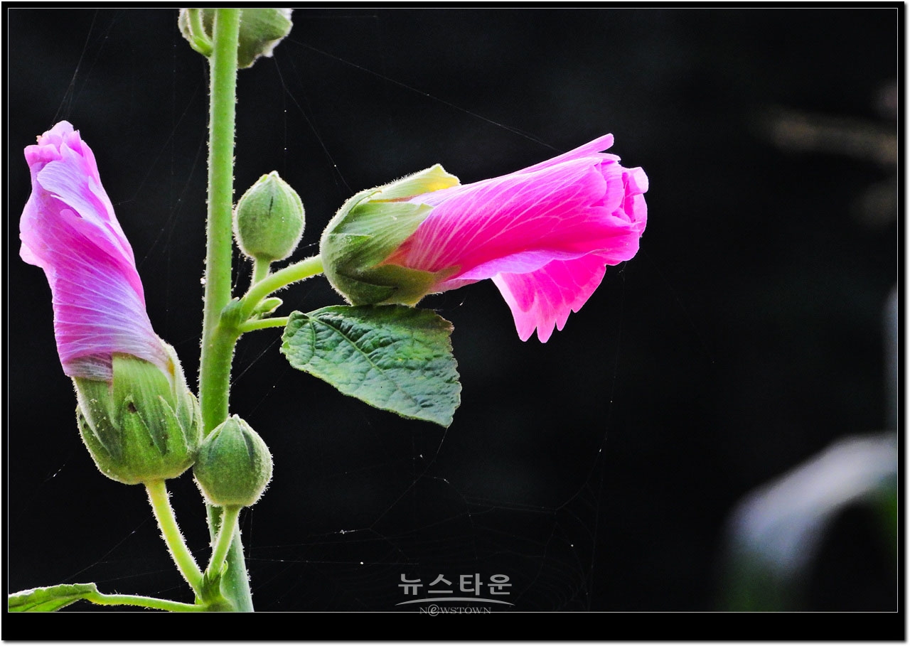 농촌의 아침에 만나는 것