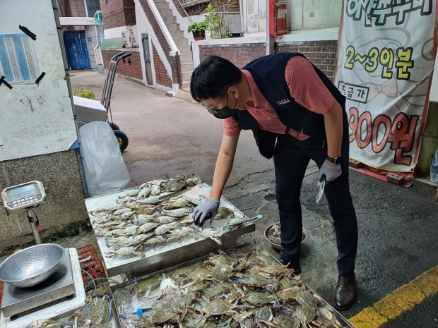 불법어획물(어린꽃게) 소지, 보관, 판매한 업체의 꽃게 크기 확인