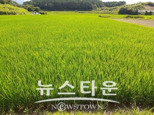 벼 이삭거름 제때 주기 및 도열병 방제 지도