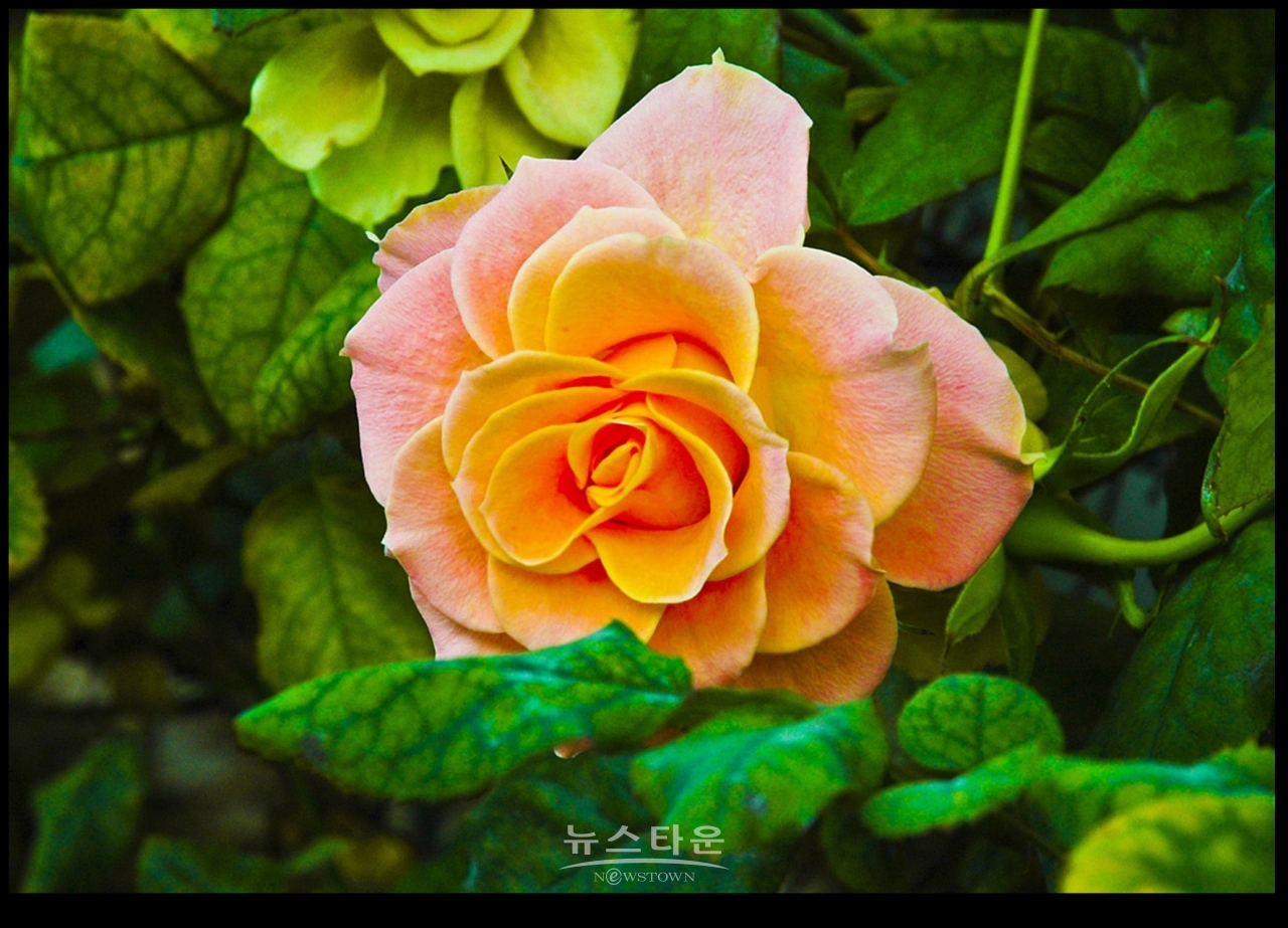 아름다운 여름장미