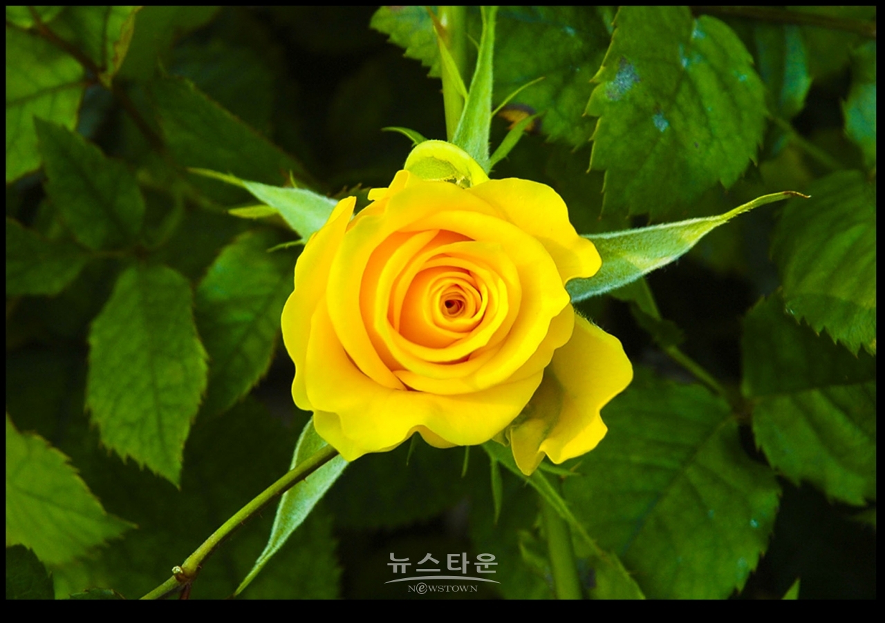 아름다운 여름장미