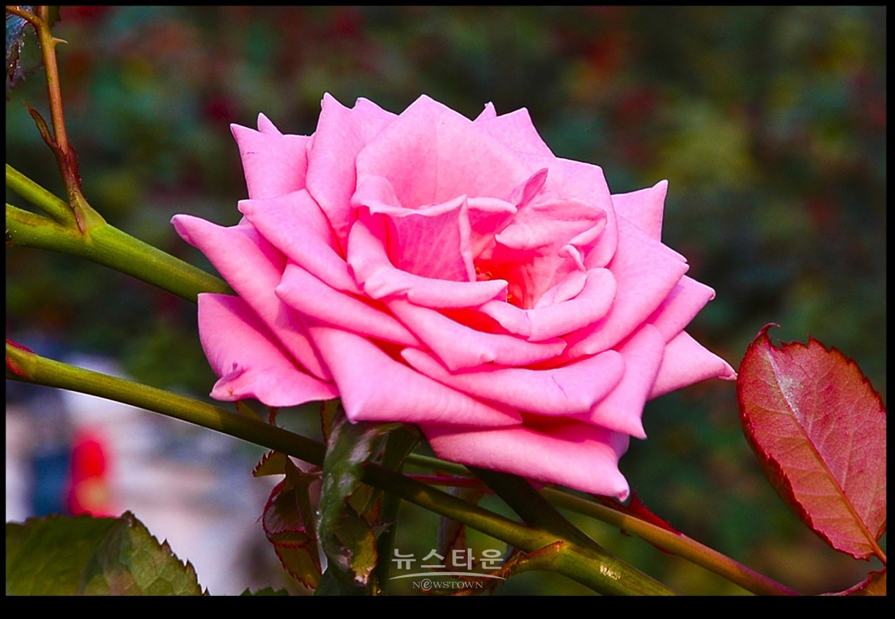 아름다운 여름장미