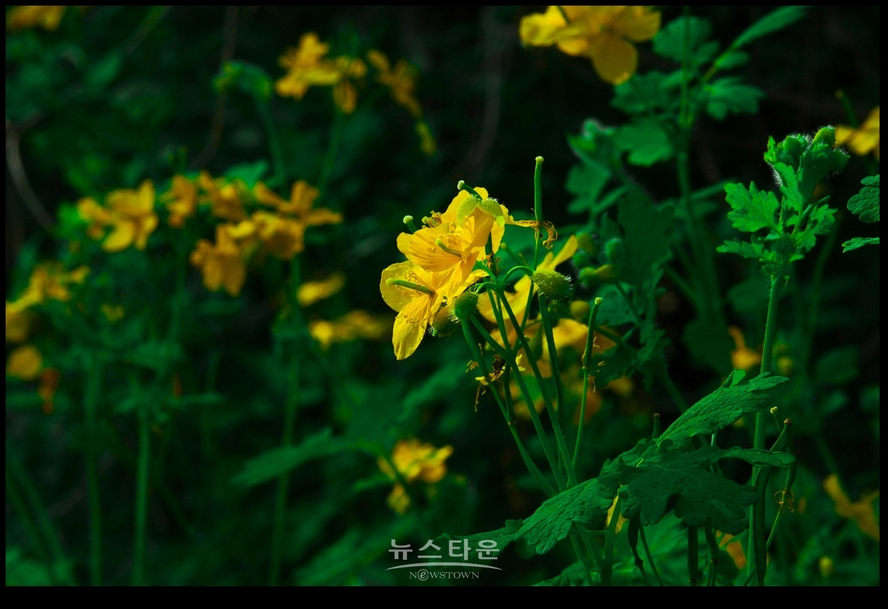싱그러운 애기똥풀