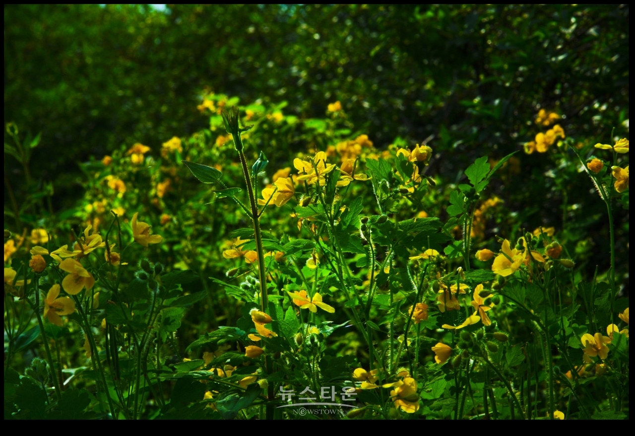 싱그러운 애기똥풀