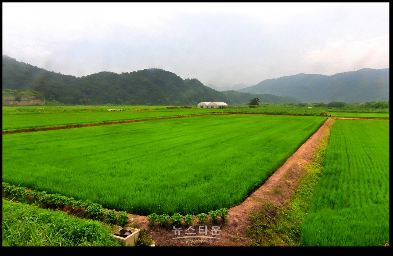 초록빛 바다, 門前沃畓 (문전옥답) , 都農마을