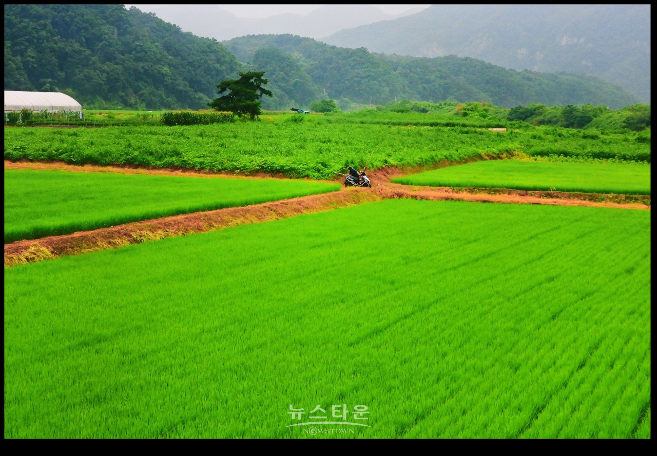 초록빛 바다, 門前沃畓 (문전옥답) , 都農마을