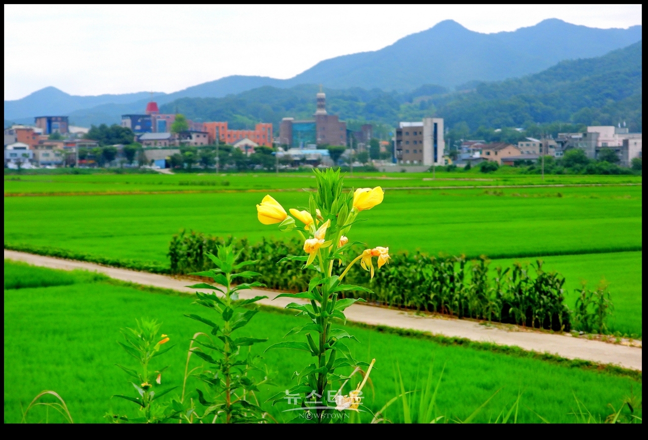 초록빛 바다, 門前沃畓 (문전옥답) , 都農마을