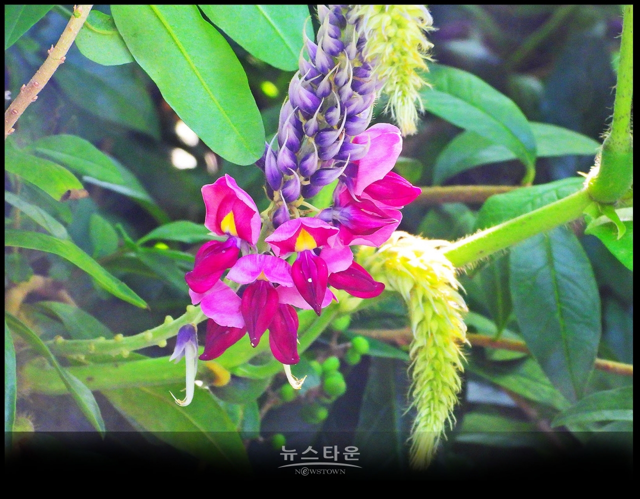 아름다운 자주빛 칡꽃