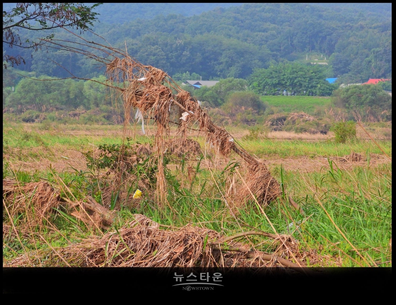 원주섬강 장마가 지나간 후 장면