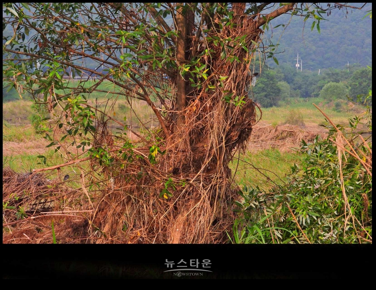 원주섬강 장마가 지나간 후 장면