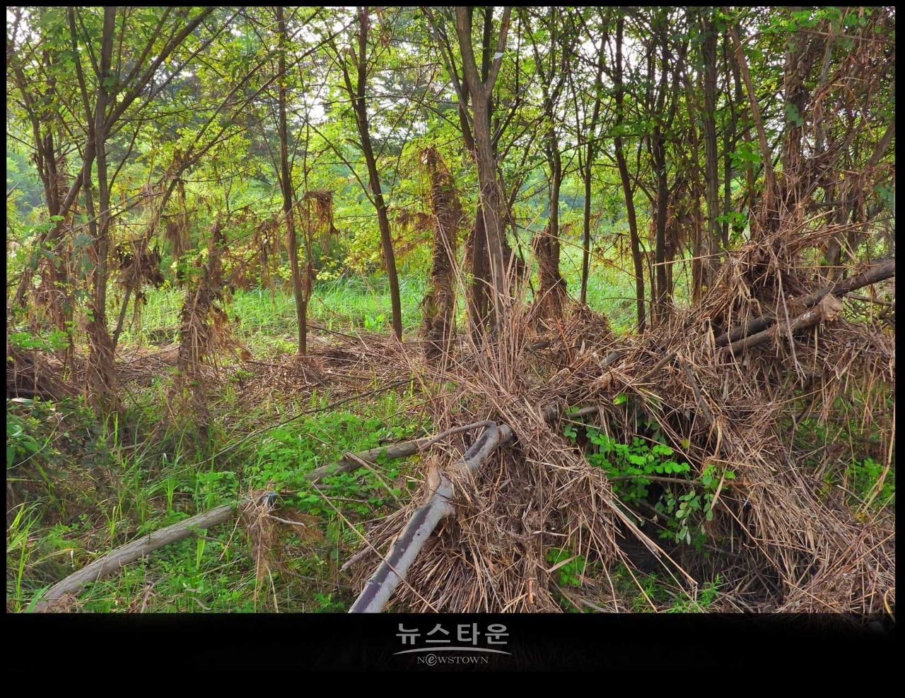 원주섬강 장마가 지나간 후 장면